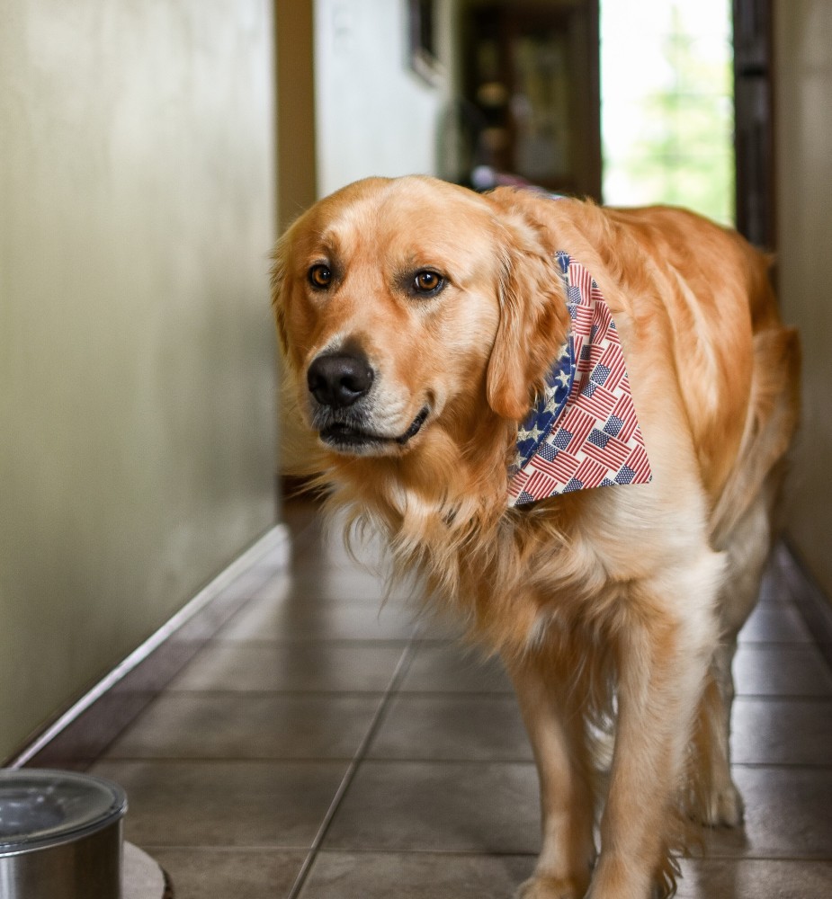 smutny golden retriever