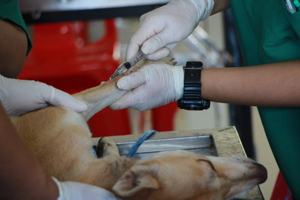 badanie krwi psa u weterynarza