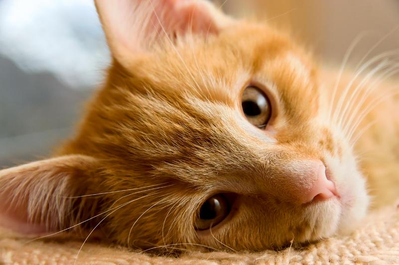 głowa zrelaksowanego rudego kota