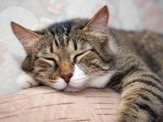 kot śpi na poduszce, trzyma jedną łapkę pod głową, druga łapka na poduszce