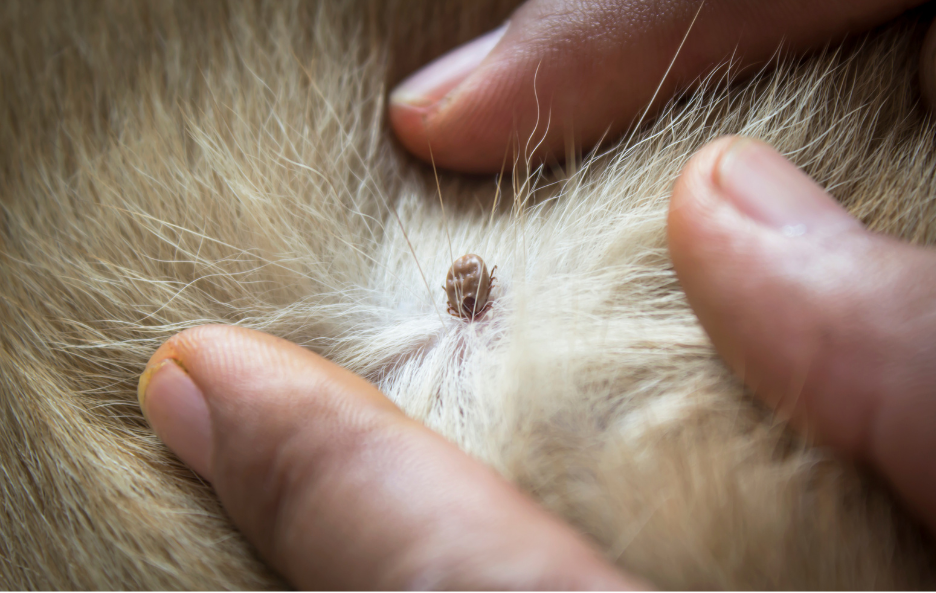 kleszcz na skórze psa