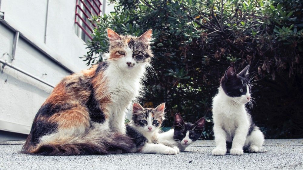 małe kocięta przed domem