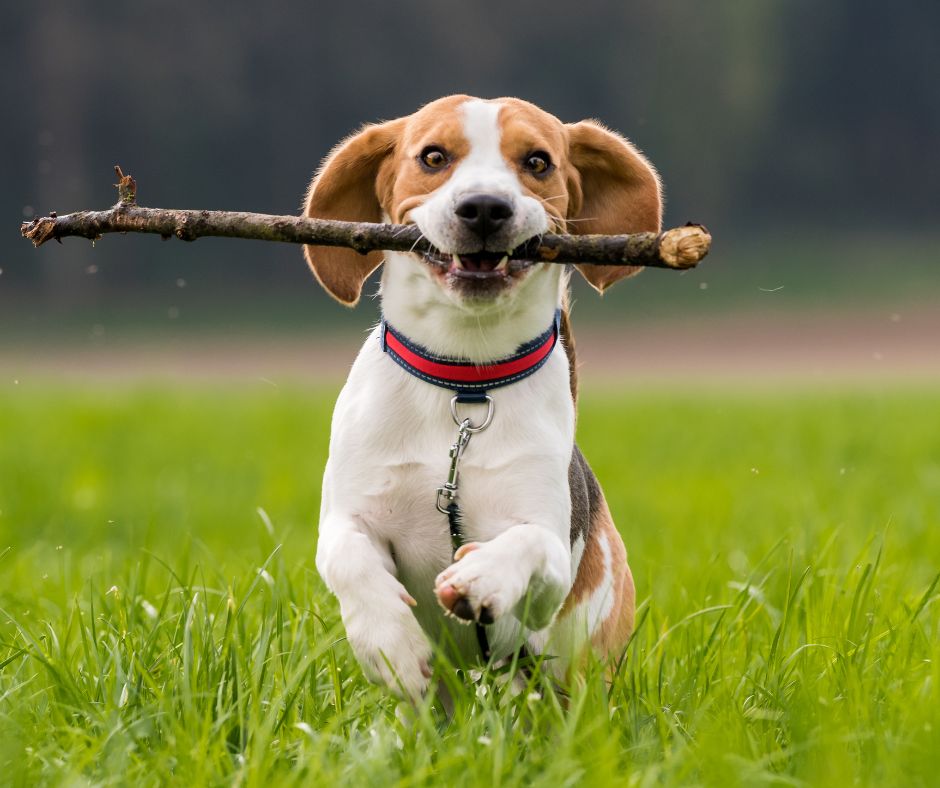 pies rasy beagle biegnie po trawie z patykiem w pysku