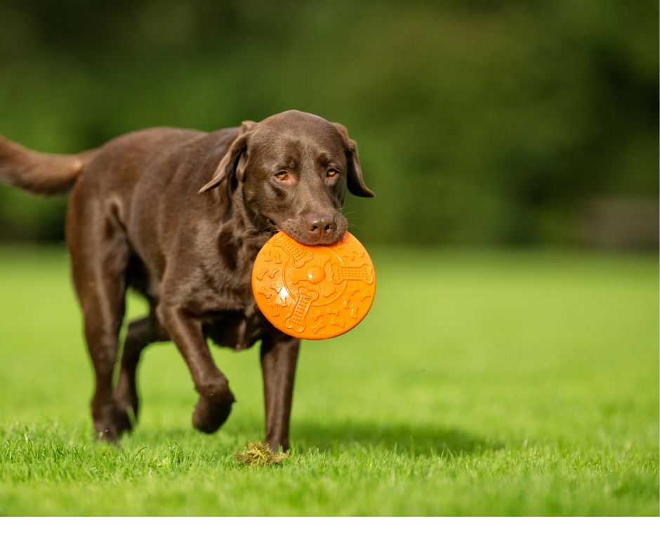 czekoladowy labrador niesie w pysku pomarańczowe frisbee