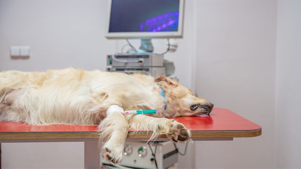 pies na stole operacyjnym ze strzykawką w łapie