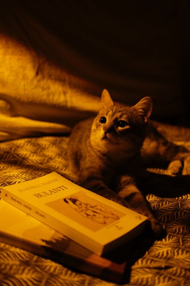 kot z książkami
